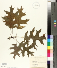 Quercus coccinea image