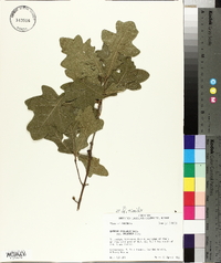 Quercus similis image