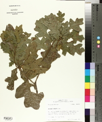 Quercus similis image