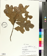 Quercus similis image