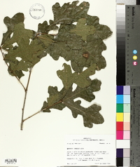 Quercus similis image