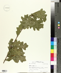 Quercus similis image