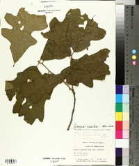 Quercus similis image