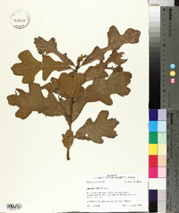 Quercus similis image