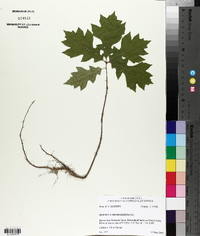 Quercus shumardii image