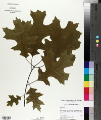 Quercus shumardii image