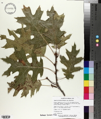 Quercus shumardii var. shumardii image