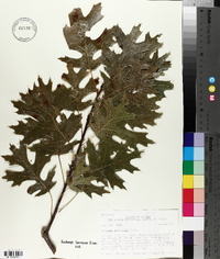 Quercus shumardii image