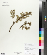 Quercus turbinella image