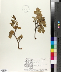 Quercus turbinella image