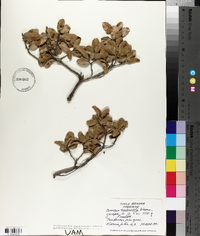 Quercus turbinella image