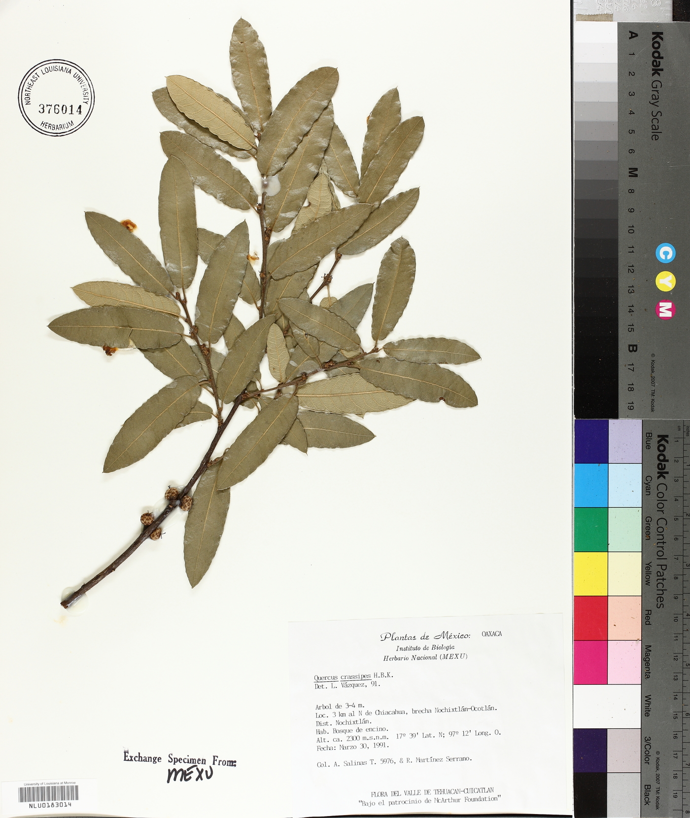 Quercus crassipes image