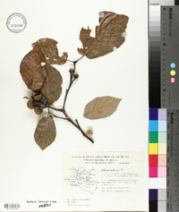 Quercus candicans image