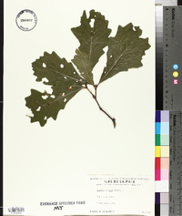 Quercus bicolor image