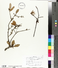 Quercus virginiana image