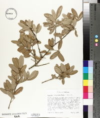 Quercus virginiana image