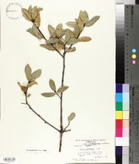 Quercus wislizeni image