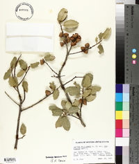 Quercus wislizeni image