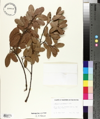 Quercus wislizeni image