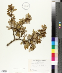 Quercus wislizeni image