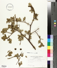 Quercus wislizeni image