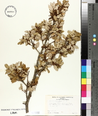 Quercus wislizeni image