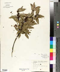Quercus wislizeni image