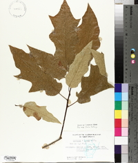 Quercus × leana image