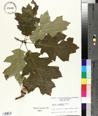 Quercus × hawkinsiae image