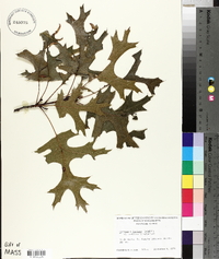 Quercus × fontana image