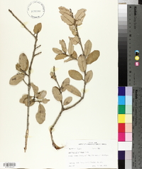 Quercus virginiana image