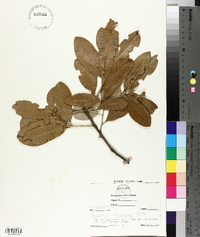 Quercus virginiana image