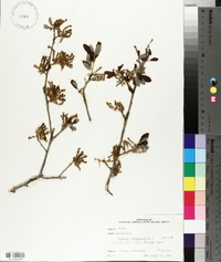 Quercus virginiana image