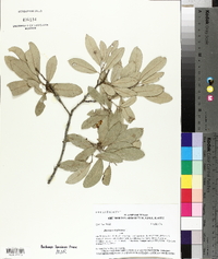 Quercus virginiana image