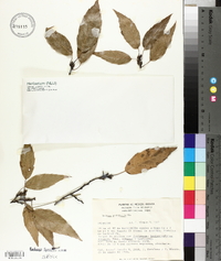 Quercus acutifolia image