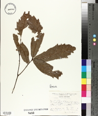 Quercus virginiana image