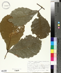 Quercus magnoliifolia image