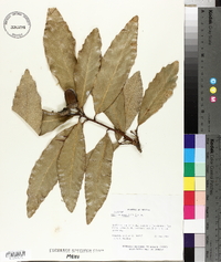 Quercus magnoliifolia image