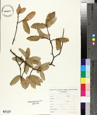 Quercus laurina image