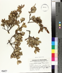 Quercus intricata image