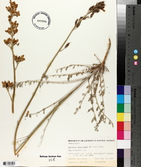 Dicentra chrysantha image
