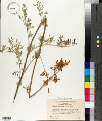 Dicentra chrysantha image