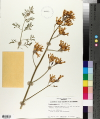 Dicentra chrysantha image