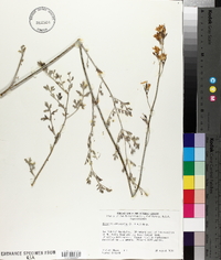 Dicentra chrysantha image