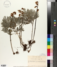 Dicentra canadensis image