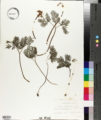 Dicentra canadensis image