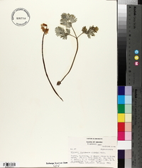 Dicentra canadensis image