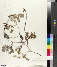 Dicentra canadensis image