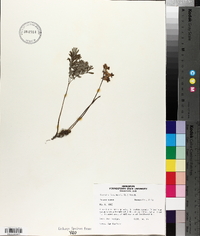 Dicentra canadensis image