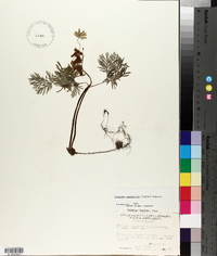 Dicentra canadensis image